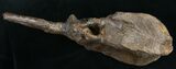 Very Rare Stegosaurus Vertebra - Wyoming #10069-2